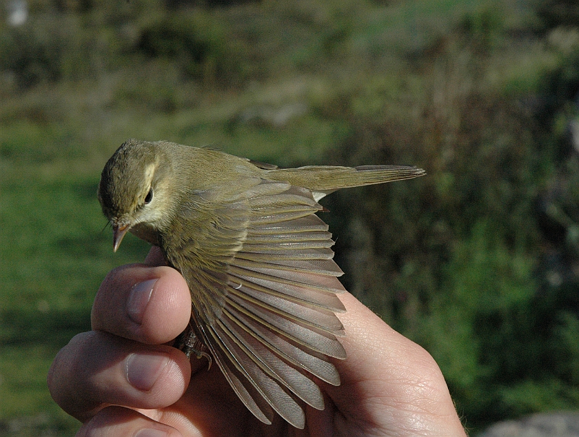 Greenish Warbler, Sundre 2011